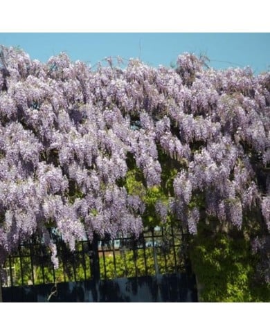 Glycine de Chine