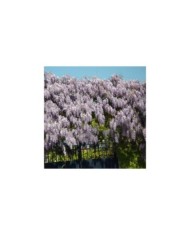 Glycine de Chine