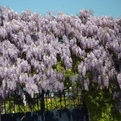 Glycine de Chine