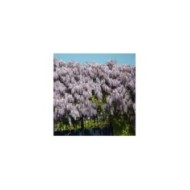 Glycine de Chine