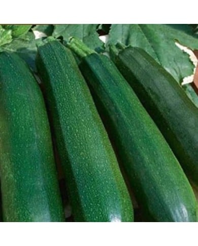 Courgette Astia F1