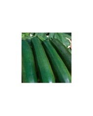 Courgette Astia F1