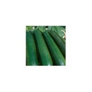 Courgette Astia F1