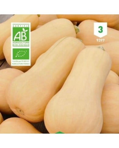 Courge Butternut Bio