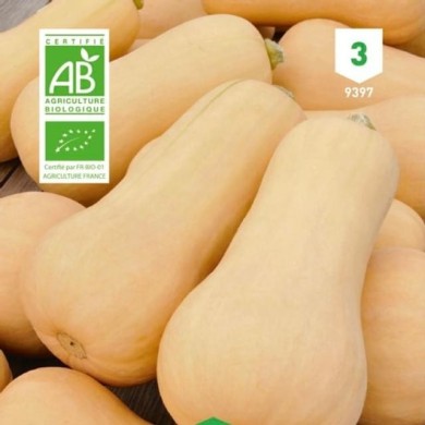 Courge Butternut Bio
