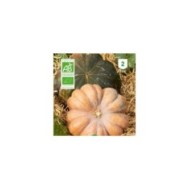 Courge musquée de Provence Bio
