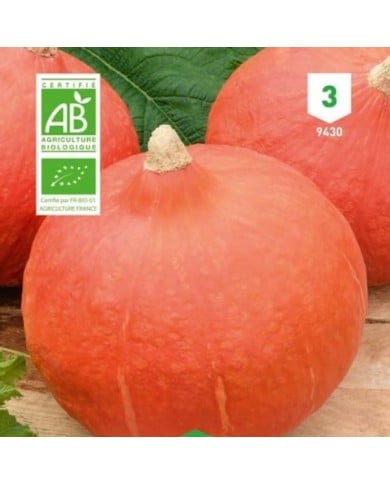 Potimarron Uchiki Kuri Bio