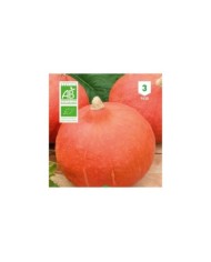 Potimarron Uchiki Kuri Bio