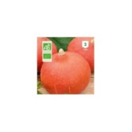 Potimarron Uchiki Kuri Bio