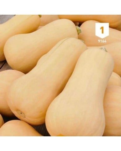 Courge Butternut