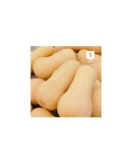 Courge Butternut