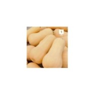 Courge Butternut