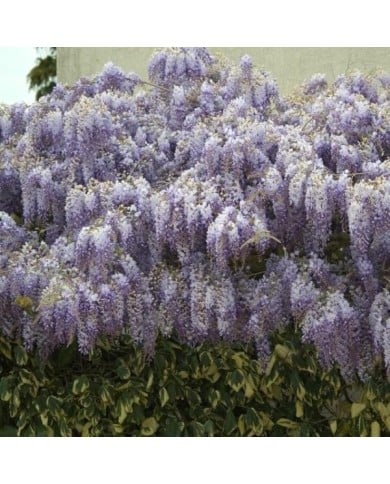 Glycine de Chine