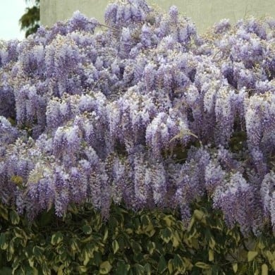 Glycine de Chine