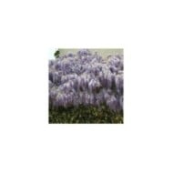 Glycine de Chine
