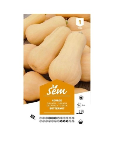 Courge Butternut (sachet)