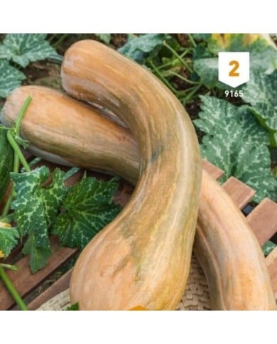 Courge longue de Nice