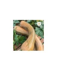Courge longue de Nice