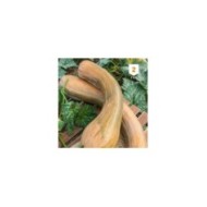 Courge longue de Nice