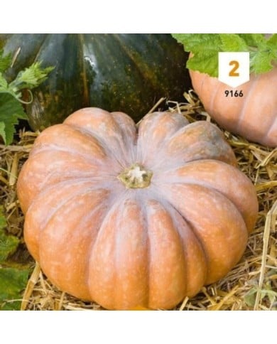 Courge musquée de Provence