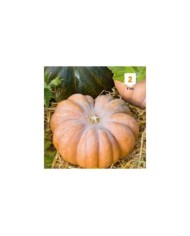 Courge musquée de Provence