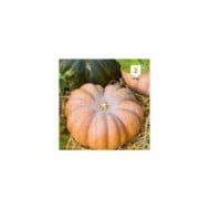 Courge musquée de Provence