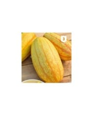 Courge Spaghettis