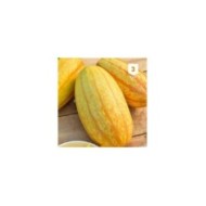Courge Spaghettis