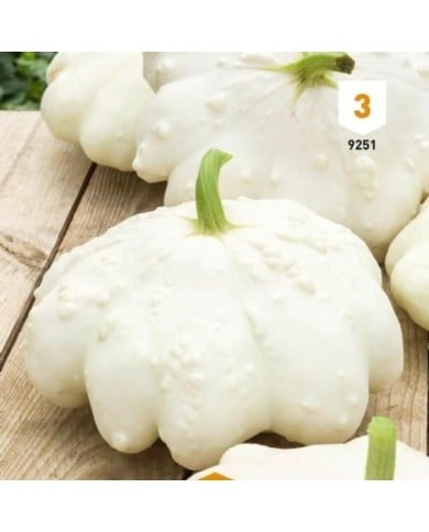 Patisson blanc