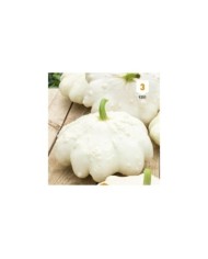 Patisson blanc