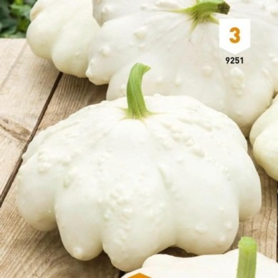 Patisson blanc