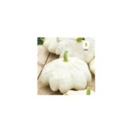 Patisson blanc