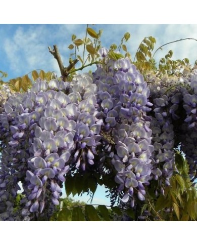 Glycine de Chine
