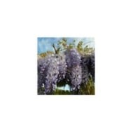 Glycine de Chine