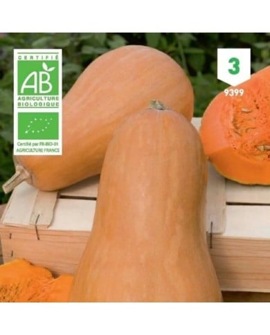 Courge sucrine du Berry Bio