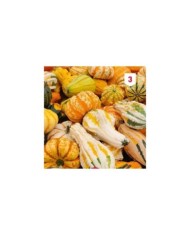 Coloquinte Petit fruit