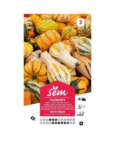 Coloquinte Petit fruit (sachet)