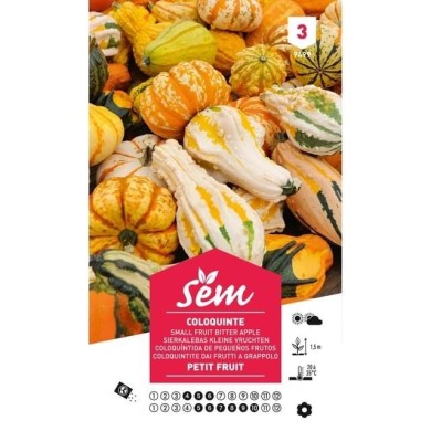 Coloquinte Petit fruit (sachet)