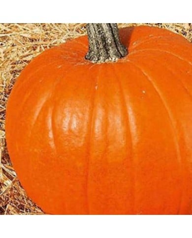 Courge jack o’lantern (halloween)