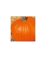 Courge jack o’lantern (halloween)