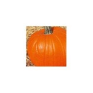 Courge jack o’lantern (halloween)