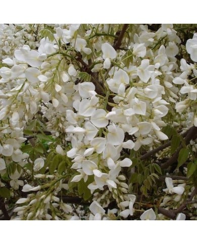 Glycine de Chine à fleurs blanches