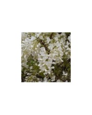 Glycine de Chine à fleurs blanches