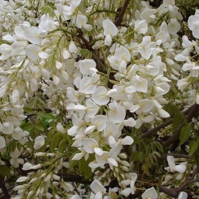Glycine de Chine à fleurs blanches