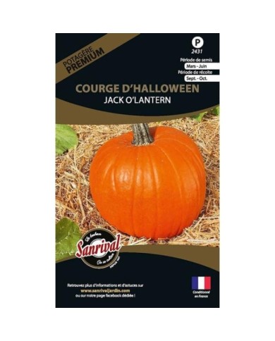 Courge jack o’lantern (halloween) (sachet)