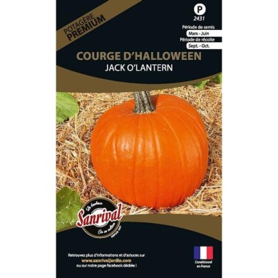 Courge jack o’lantern (halloween) (sachet)