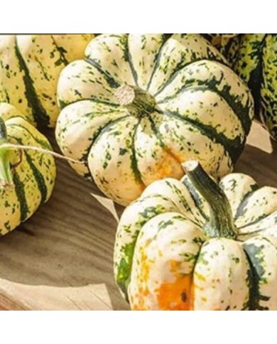 Courge patidou Sweet Dumpling
