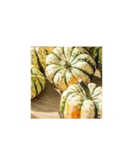 Courge patidou Sweet Dumpling