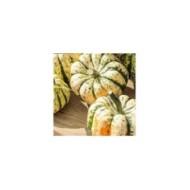 Courge patidou Sweet Dumpling