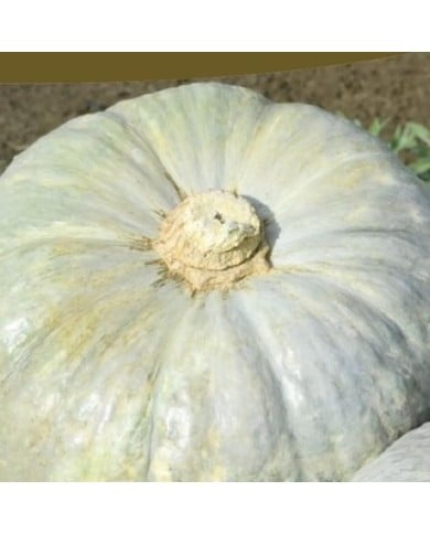 Potiron Bleu de Hongrie